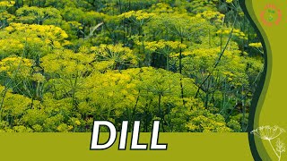 How to grow DILL in 1 Minute History Growing Nutrition Companion Planting Anethum graveolens [upl. by Noerb504]