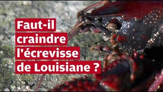 VIDÉO Fautil craindre lécrevisse de Louisiane [upl. by Htebaras]