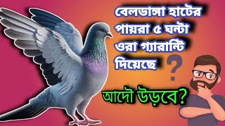 বেলডাঙা হাটের কবুতর 5 ঘন্টা ওড়া গ্যারান্টি দিয়েছেআদৌ উড়বেpigeon market beldanga [upl. by Syned357]