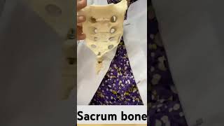 sacrum bone anatomy sacrum bone pain sacrum bone osteology sacrum [upl. by Gnem]