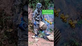 Giant multilayered wasp nest  Tropical Forest Bees honey [upl. by Eagle]