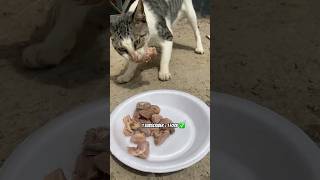 Feeding Street Cat cat shorts [upl. by Nicoline638]