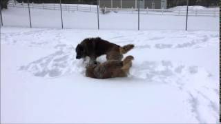 Estrela Mountain Dog [upl. by Neddra]