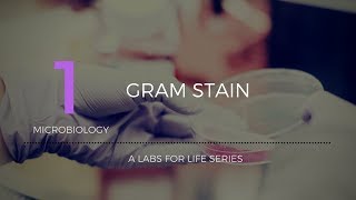 Gram Stain [upl. by Afrikah768]