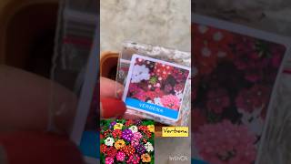 Grow verbena plant from seeds at my terrace garden🪴👍 [upl. by Barber]