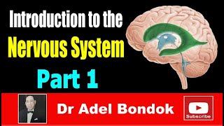 Introduction to the Nervous System Part 1 Dr Adel Bondok [upl. by Zosima429]