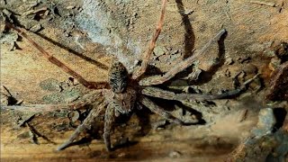 Fishing Spider  Barataria Preserve [upl. by Roper217]