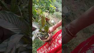 Calathea plant propagation garden shorts Binarofficial [upl. by Yliah32]