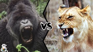 SILVERBACK GORILLA VS LIONESS  Who Would Win A Fight [upl. by Middendorf]