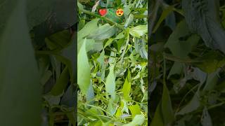 A baby chameleon🦎shorts chameleonclub chameleon youtubeshorts shortsfeed raptile natureshort [upl. by Yssirc]