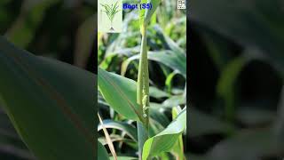 Sorghum Life 101 How to Grow What Make Amazing Life Cycle 1 min Nature Crop Plant [upl. by Eyot971]