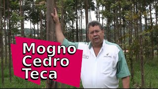 Comparativo Mogno Africano vs Cedro vs Teca [upl. by Oirretno]