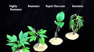 Glyphosate SOA 9 Sensitive vs Resistant Giant Ragweed 3 [upl. by Hayyikaz]