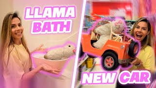 Giving My Llamas A BATH   Taking My Llama Shopping For A NEW CAR [upl. by Eleonora]