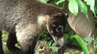 Racoonweasel encounter in Costa Rica [upl. by Morgan]