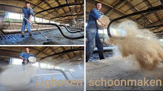 Koeien stal ligboxen schoonmaken  Farm247 2024 [upl. by Saum458]