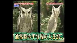 Coruja Transformer Ptilopsis leucotis Northern white faced owl [upl. by Wittie64]