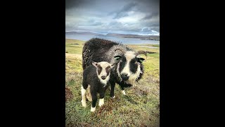 Garths Croft Bressay Shetland Wool Week 2020 [upl. by Raquela]