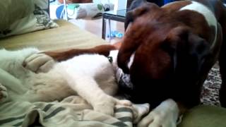 Boxer dog plays with cute cat [upl. by Enrichetta]