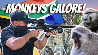 MONKEY MAYHEM IN SOUTH AFRICA airgun airguns [upl. by Elspet927]