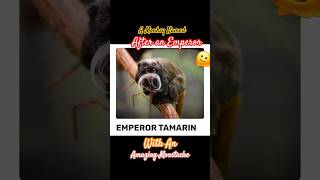 MEET the EMPEROR TAMARIN the little monkey with a big personality and an even BIGGER moustache 🐒👑😁 [upl. by Euphemie]