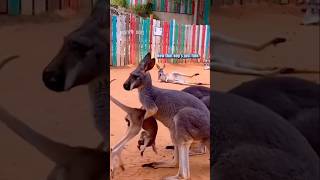 Down Under 🦘🥜 🎥 SanAntonioZoo shorts [upl. by Bathsheb672]