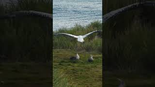 Wandering Albatross [upl. by Nevah]