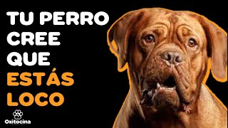 7 COSAS EXTRAÑAS QUE HACEMOS SEGÚN LOS PERROS [upl. by Eniluqcaj719]