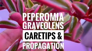 Plant Vlog 019  PEPEROMIA GRAVEOLENS  Peperomia Ruby Glow  General Care amp Propagation [upl. by Girhiny]