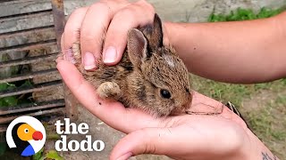 Family Of Tiny Bunnies Rescued From Storm Grate  The Dodo [upl. by Jeannie]