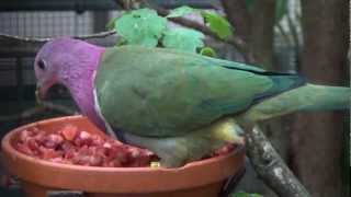 pink headed fruit dove [upl. by Akinam]