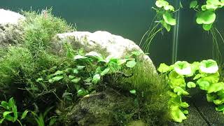 75Gallon CO2Injected Aquascape Update 52324 [upl. by Uchida]