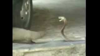 snake vs mongoose fight [upl. by Laraine]