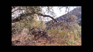 Tony Alvis Trail Casitas Springs California [upl. by Ahsiekit]