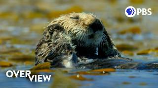 How Otters Are Saving Earth’s Underwater Forests [upl. by Nady]