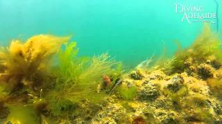 Metropolitan Shore Dive  Glenelg Jetty amp Blocks [upl. by Sirois518]