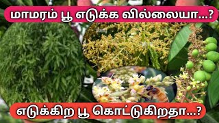 மாமரம் பூ எடுக்க வைக்க வேண்டுமா  Mango flower booster  Tamil [upl. by Rosamond]