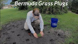 Planting Bermuda Grass Plugs  Grass Plugger Grass Plug Plugging [upl. by Garzon880]