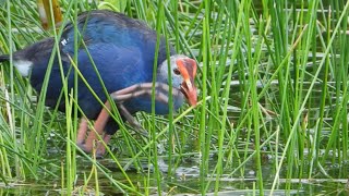 Swamphen Feeding on Vegetation in the Florida Wetlands [upl. by Hamil]