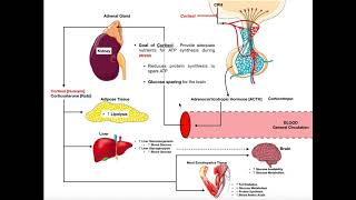 Specific Hormones  Functions of Cortisol [upl. by Sadoff]