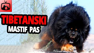 🐕 Tibetanski Mastif Pas – Sve O Tibetanski Mastif Pasmini Pasa [upl. by Lotus355]