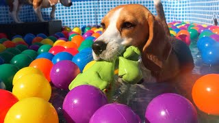 Funny Dogs Ball Pit Party Compilation  Beagle Dogs Louie amp Marie [upl. by Annis178]