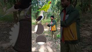 Rounding coffee biscuit to  peacock pegion parrot  funny vfx [upl. by Niarbo]