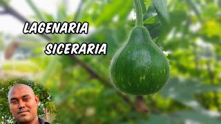 Lagenaria Siceraria  Make nature [upl. by Jordon]