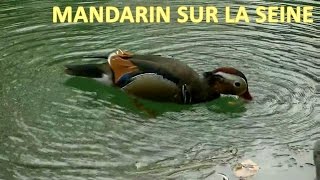 Canard mandarin sur la Seine quil est beau  Aix galériculata [upl. by Nylram]