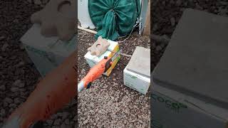 Black  Decker Electric Pole Saw Test PART 2 shorts [upl. by Nicolais78]