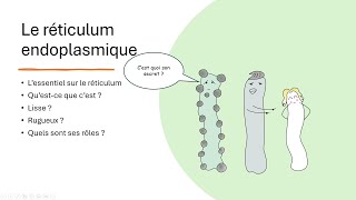 11 Le réticulum endoplasmique [upl. by Ahseele715]