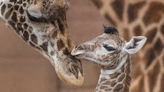 Baby Giraffes Run and Play [upl. by Ylek]