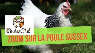 La poule Sussex  une race anglaise bonne pondeuse [upl. by Livingston812]