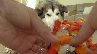 Jenson the Alaskan Malamute reviews masters of the universe cartoon origins Beastman [upl. by Neeneg]